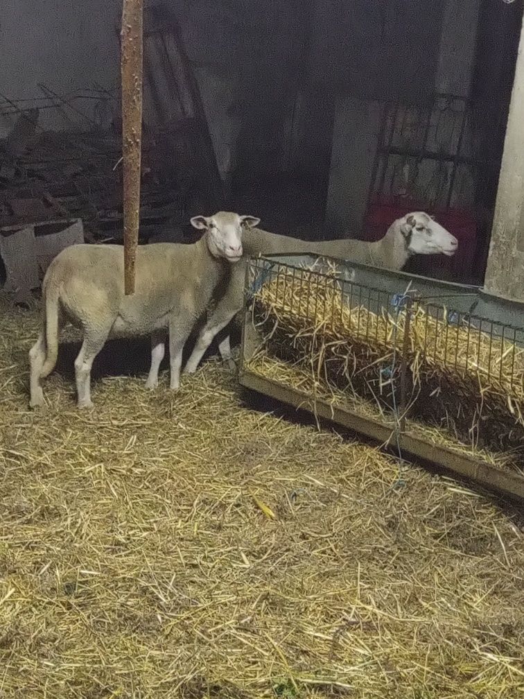 Ovelhas e carneiro
