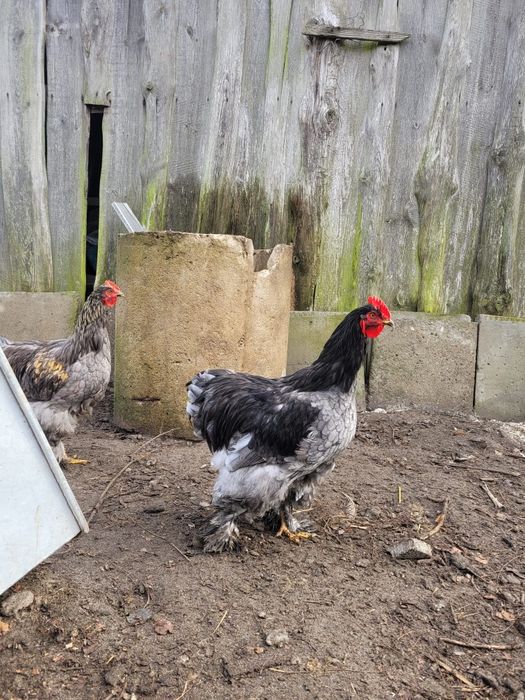 Koguty ras ozdobnych Wyandotte, Silka, Kochin Olbrzymi