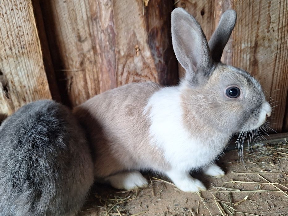 Sprzedam króliki miniaturki