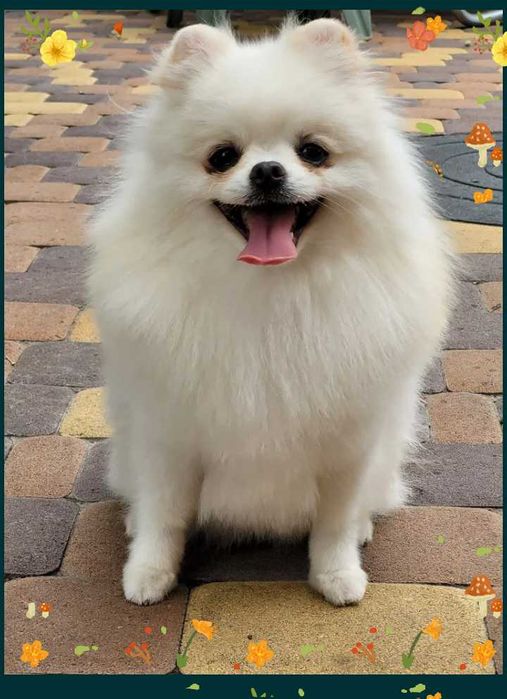 Мини шпиц на вязку. Белый померанец.