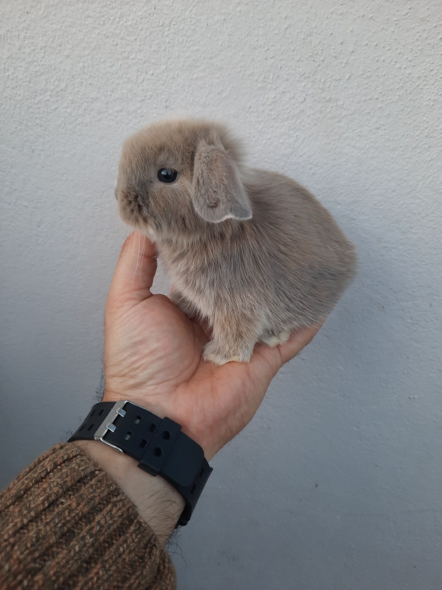 Kit Coelhinhos anões mini lop belier/orelhudos puros