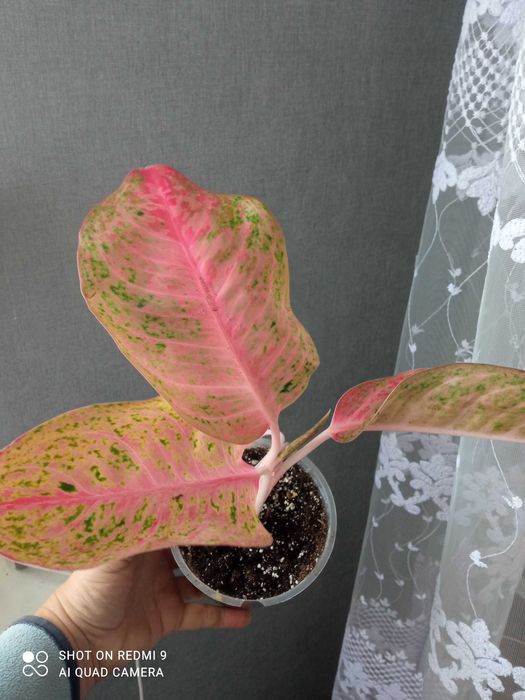 Шикарні аглаонеми