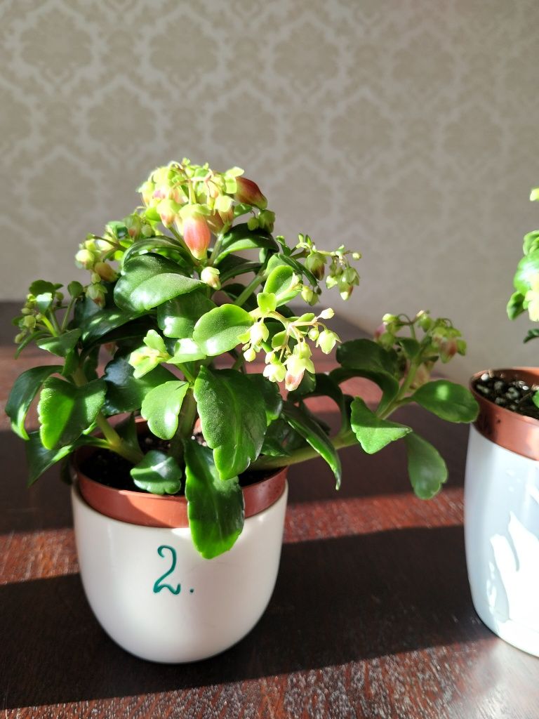 Kalanchoe Dream Bells