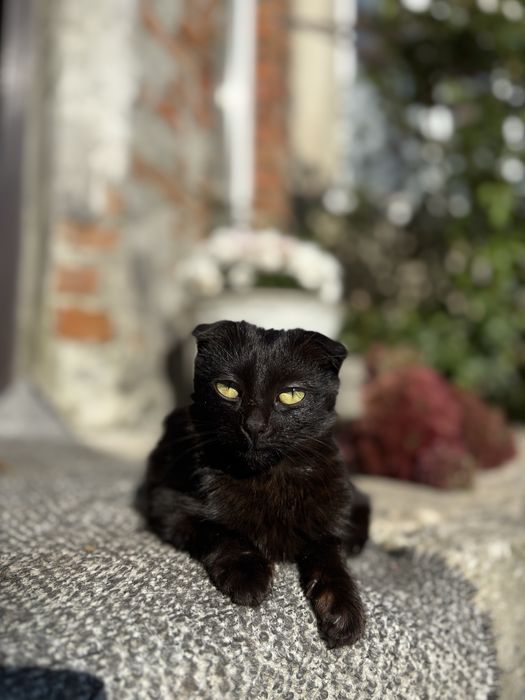 Кошенята дівчатка в добрі руки