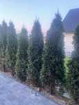 Tuja Szmaragd Thuja Odrośnięte 190-230cm