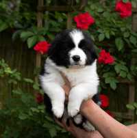 Piesek border collie