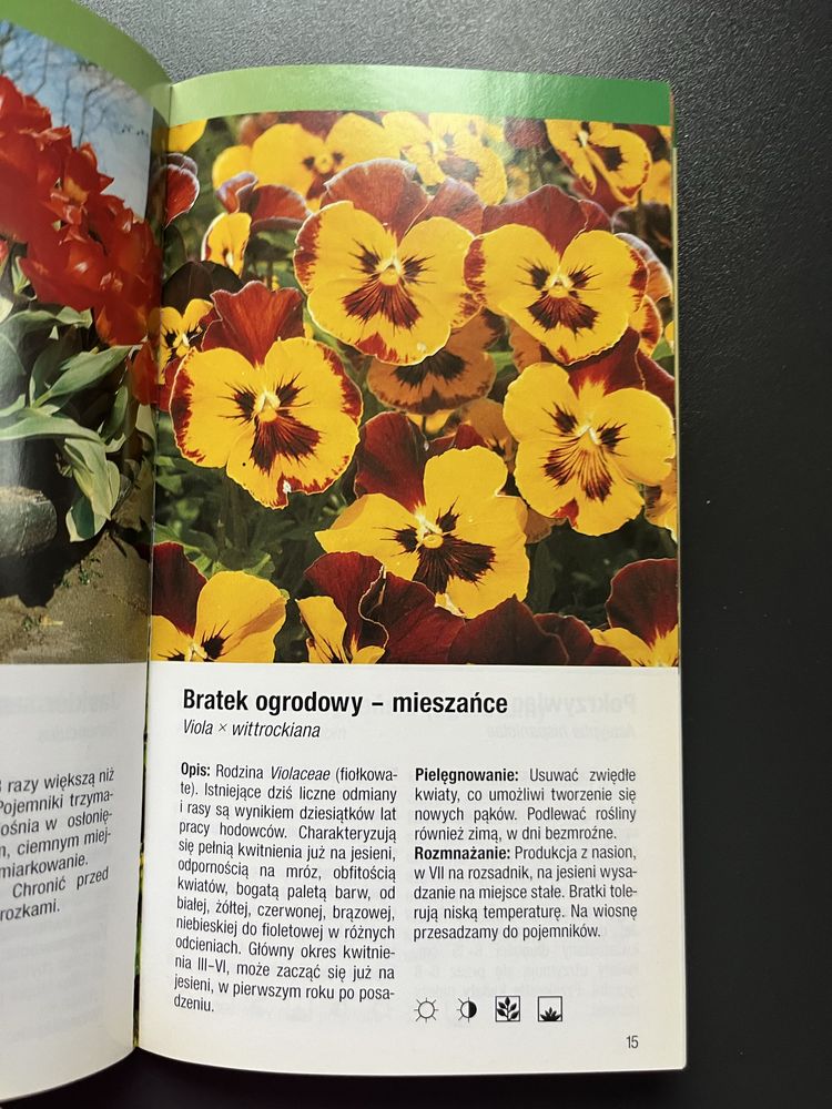 Rośliny balkonowe - dobór gatunków i pielęgnowanie.