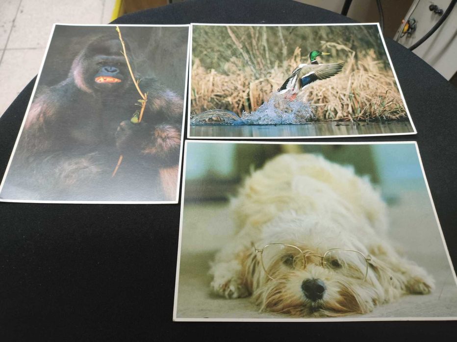 Postais Photo vintage da Impact 18 x 13 cm print in japan raros