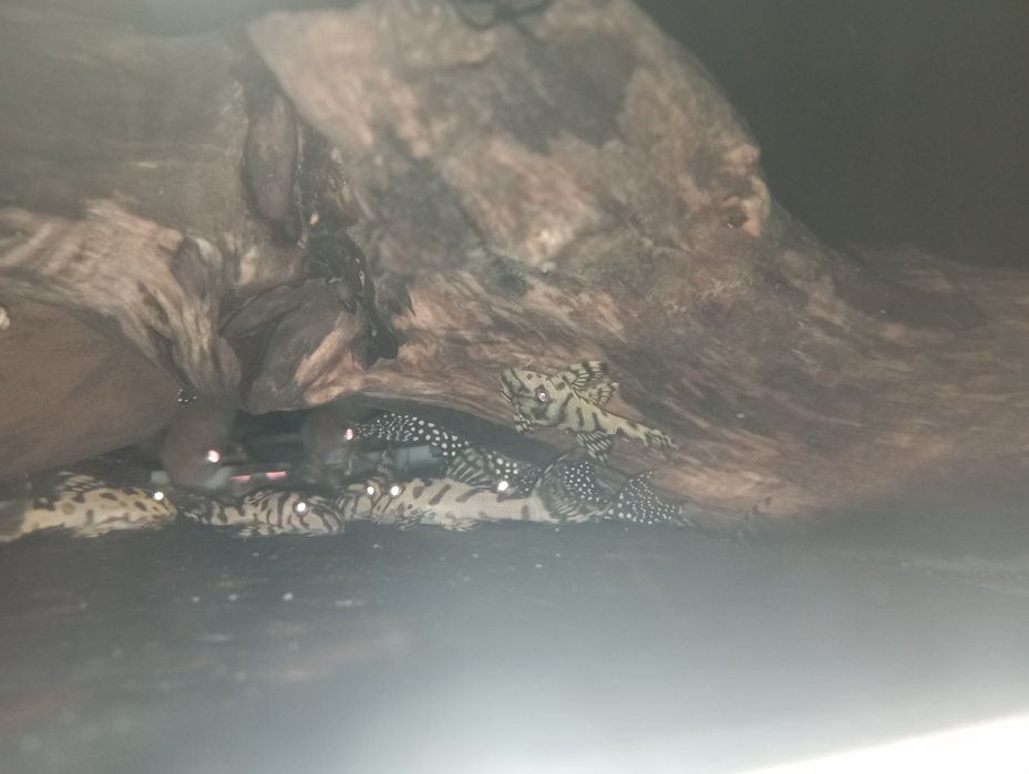 Hypancistrus L236 SW 4-5cm zbrojniki glonojad