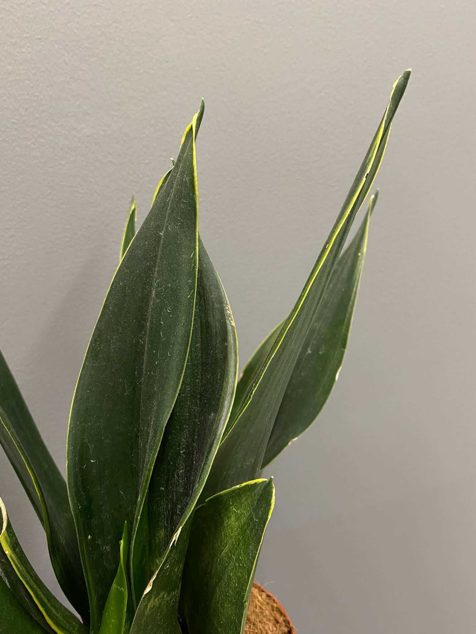 Sansevieria Black Diamond