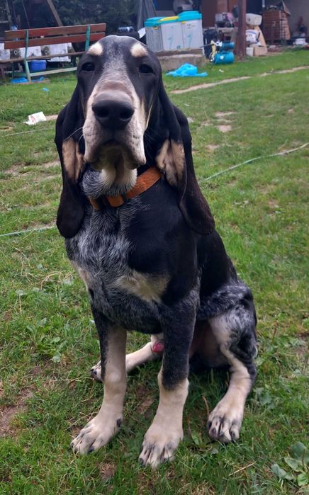 Szczeniak mały gończy gaskoński