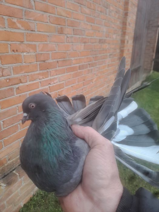 Gołębie orliki para