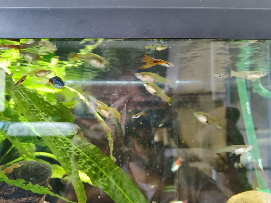 Ryby akwariowe Gupiki Gratis