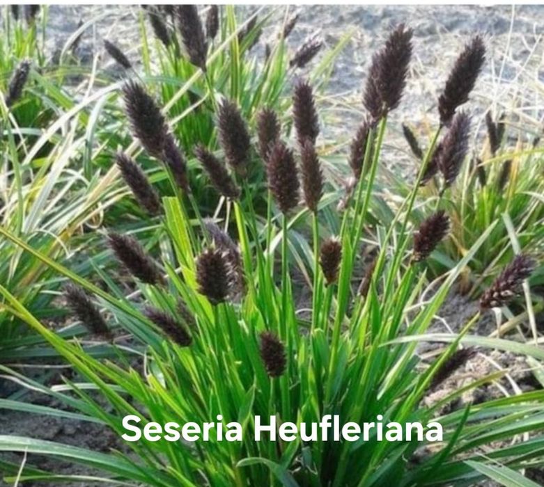 Trawy ozdobne  zapraszam do zakupu