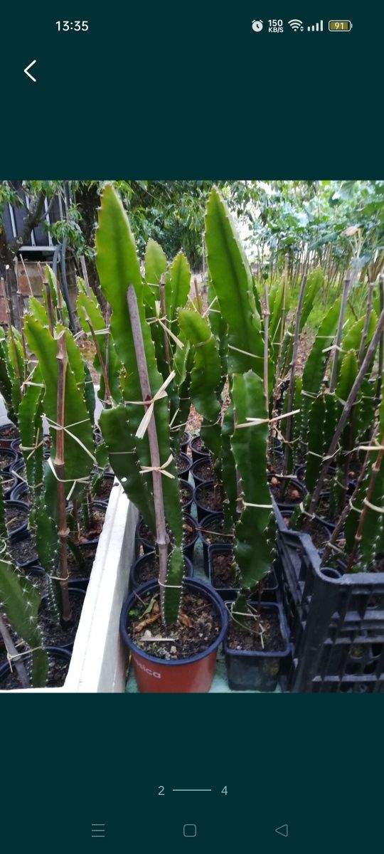 Cactos pitayas disponíveis