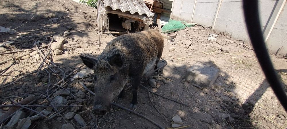 Sprzedam świniodziki