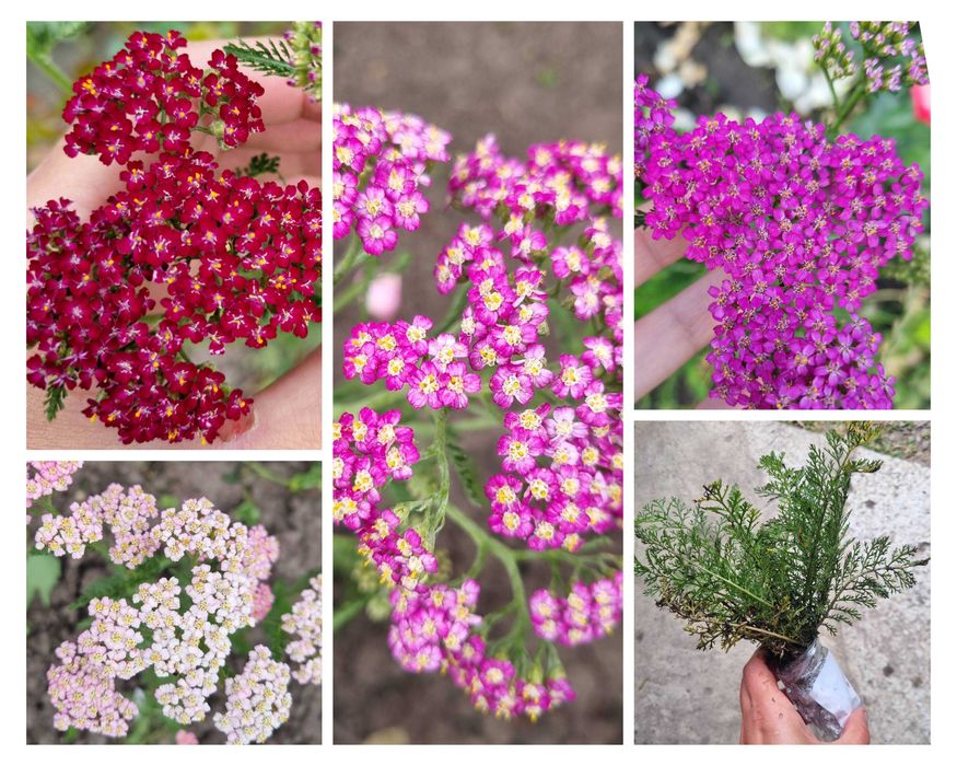 Тысячелистник саженцы цветов неприхотливых