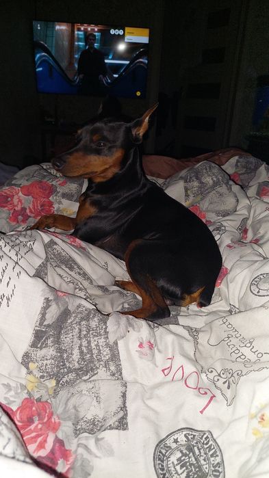 Вязка Цвенгерпінчер доберман