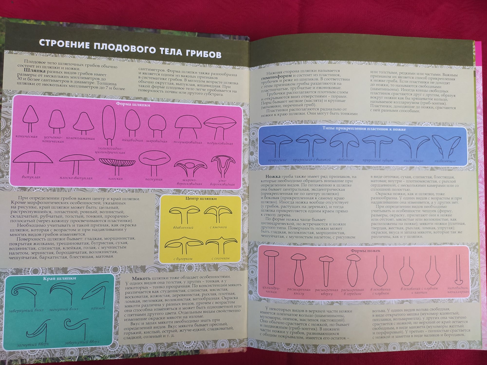 Грибы подарочная энциклопедия