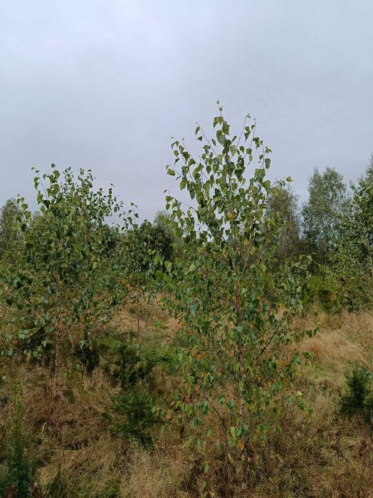 Lipa drobnolistna, klon jawor, jesion wyniosły, brzoza, grab pospolity