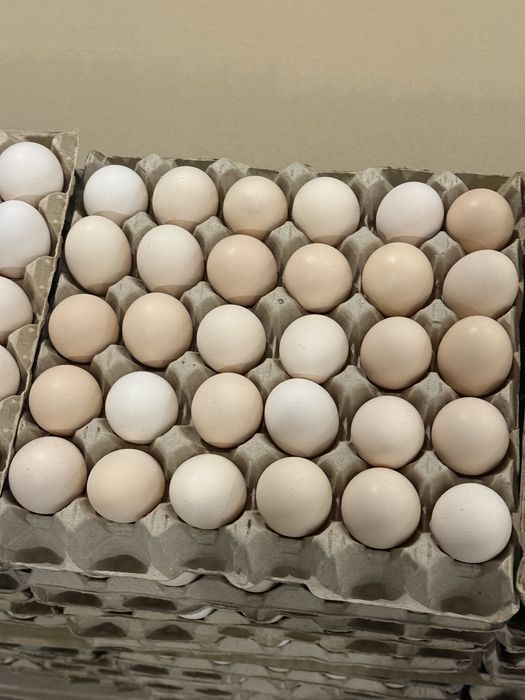 jajka M krem wolny wybieg