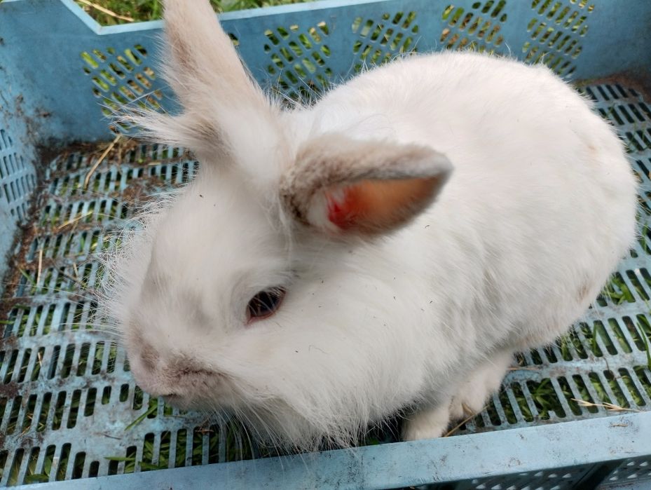 króliczki miniaturki