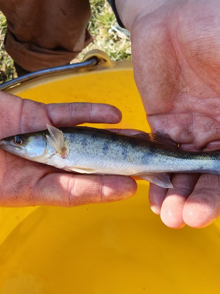 Karp Lin amur Karaś Tołpyga jesiotr koi sandacz