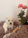 Sprzedam szczeniaczka West Highland White Terrier