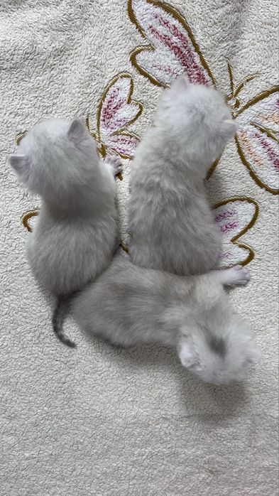 кошеня британська короткошерста срібна шиншила