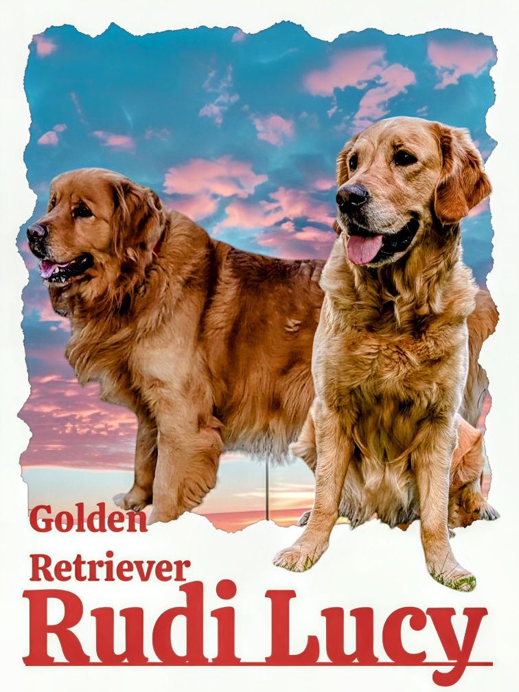 Golden Retriever/szczeniak/po championie/rodowód