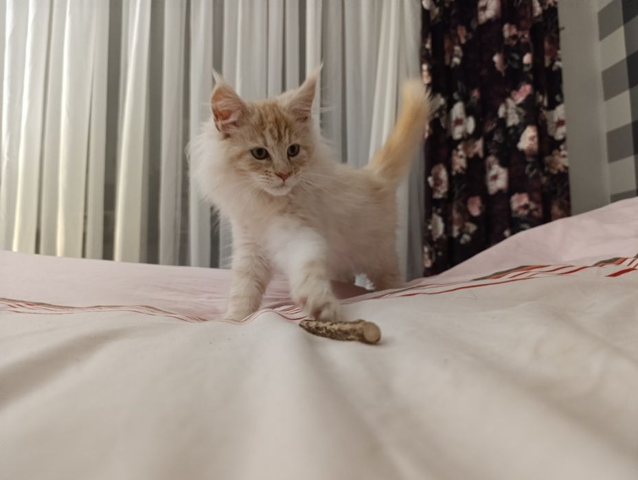 Ruda srebrna kotka do hodowli z prawami