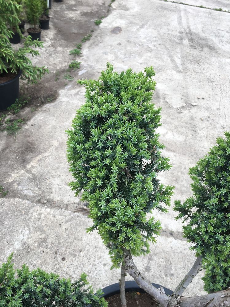 Jałowiec bonsai (juniperus squamata blue alps)