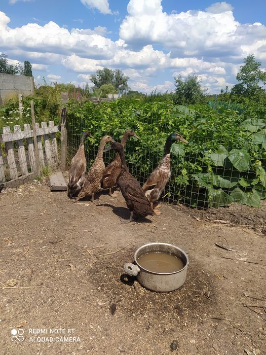 Продам качок індійський бігун