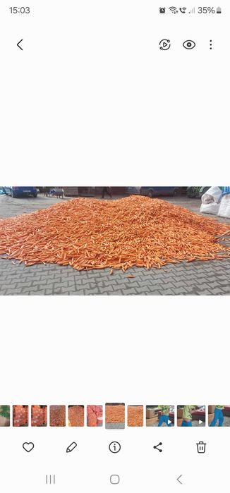 Marchew, marchewka, paszowa,odpadowa. DOWÓZ