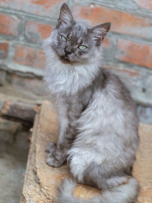 Красунчику потрібен дім