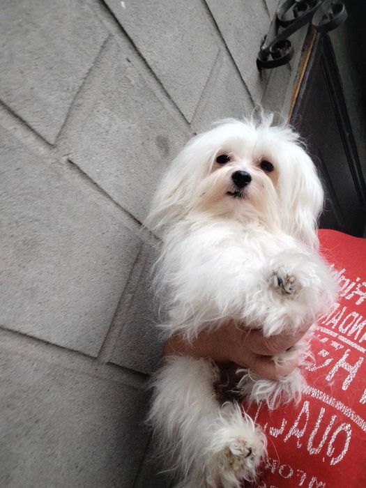 Мальтийская болонка мальчик