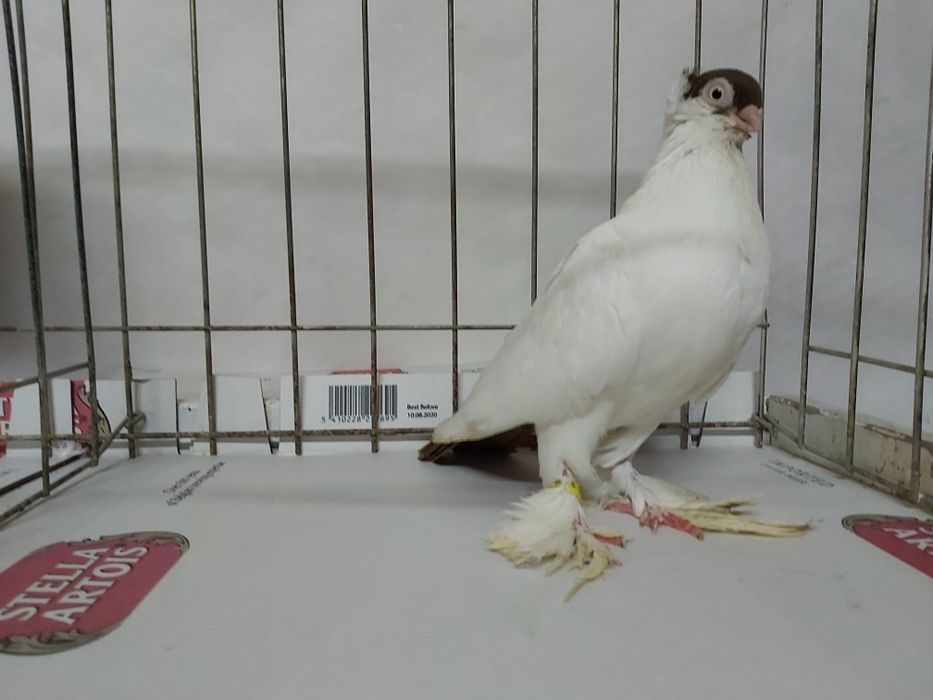 Gołębie Krymki Białostockie