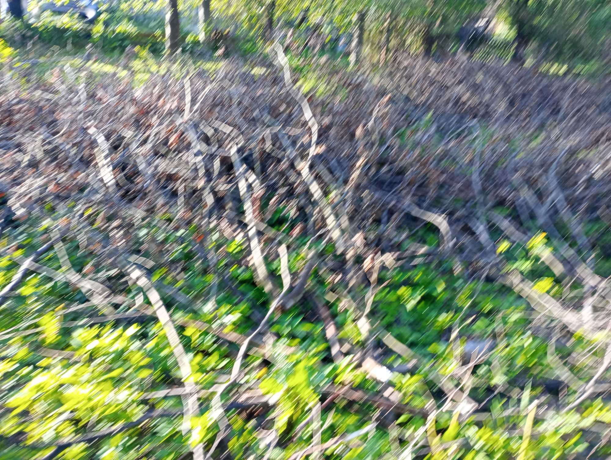 Oddam gałęzie z leszczyny i jabloni