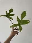 Philodendron florida ghost sadzonka pędowa