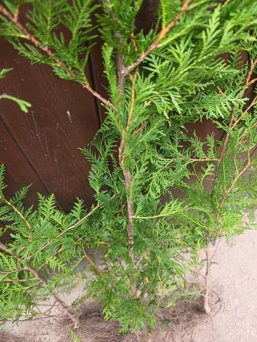Thuja brabant. 80 - 120 cm Żywopłot