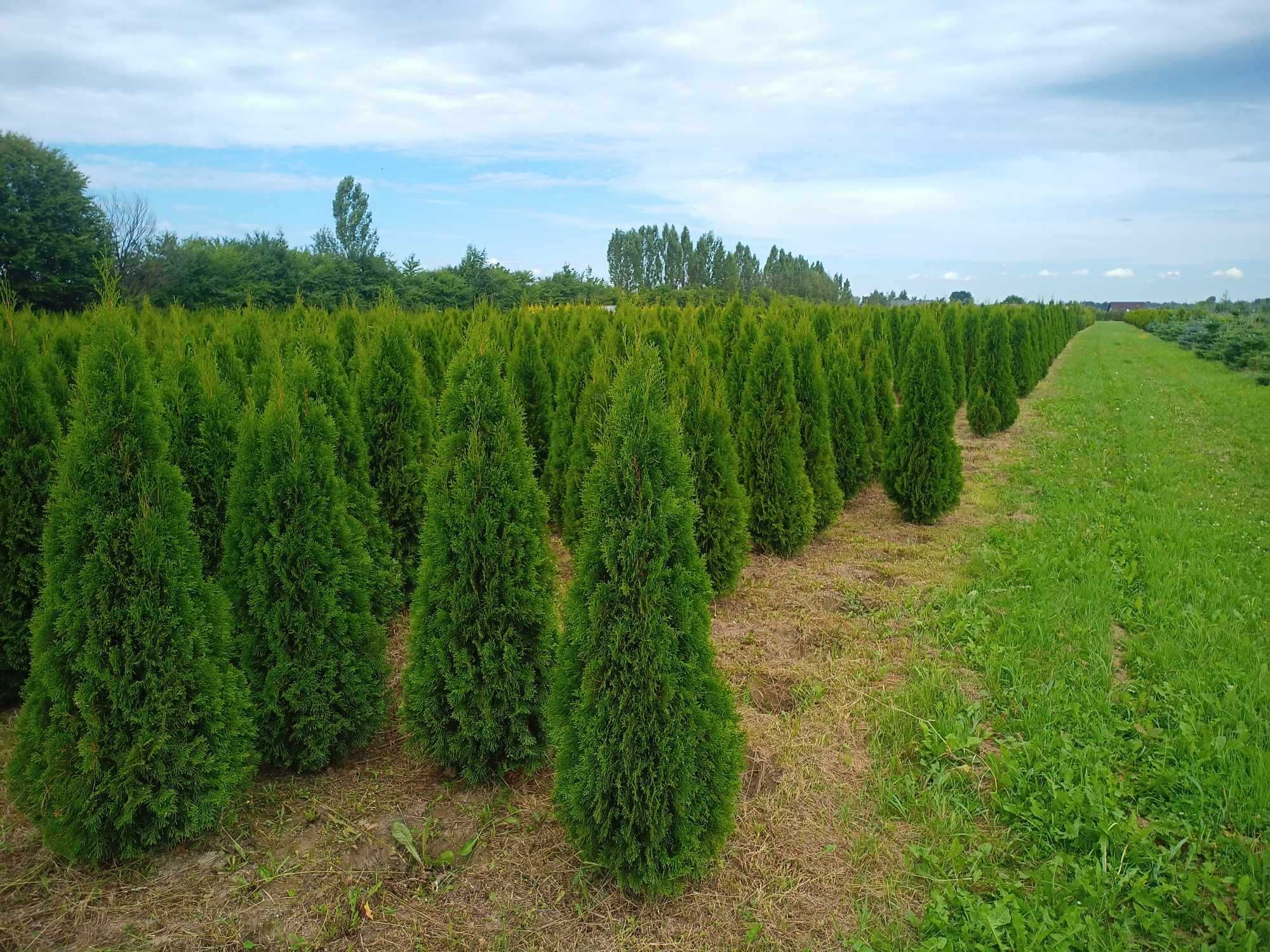 Tuja 'Smaragd' 140-160 cm tuje thuja szmaragd aureospicata kórnik