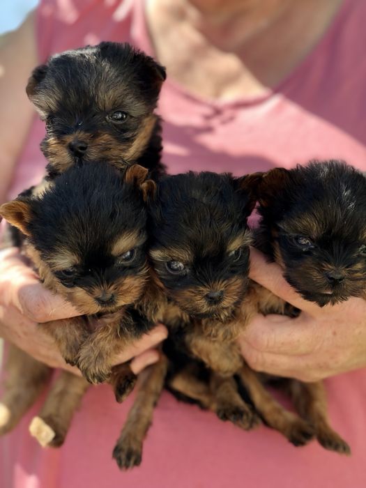 Йоркширський терєр