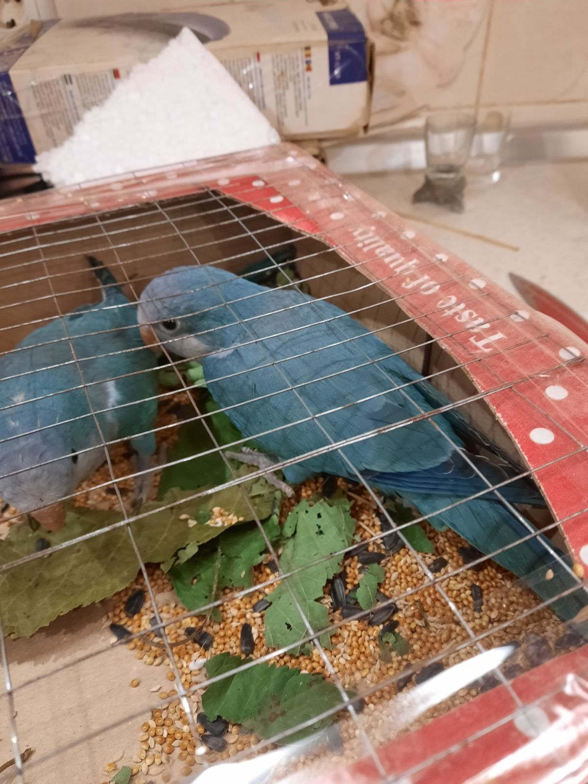 Попугай калита-монах синий и зеленый