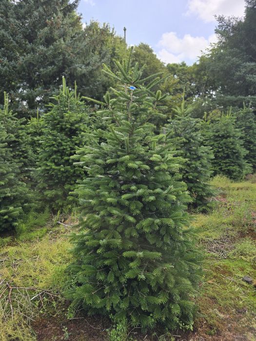 Jodła kaukaska pierwsza klasa