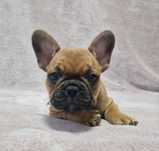 Pies buldog francuski zkwp rudy fawn