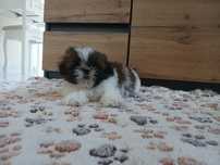 Piesek Shih-tzu Z Rodowodem