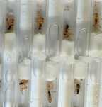 Formikarium, mrówki, arena, gniazdo, messor barbarus, nicobarensis