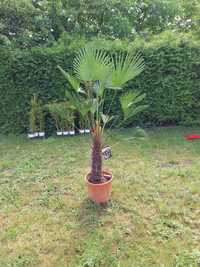 Trachycarpus Wagnerius szorstkowiec Wagnera 180-190cm wysylka