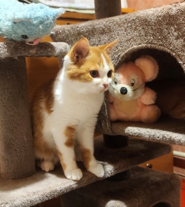 Отдам_ кошки_ котята_ стеша