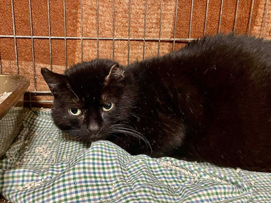 Kocurek Uszko do adopcji